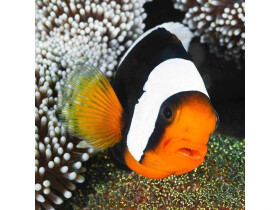 Pohlednice Panda Clownfish