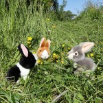 Plyšový králík sedící 16 cm ECO-FRIENDLY