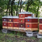 Včelařství Domovina Dračí ovoce medu Hmotnost: