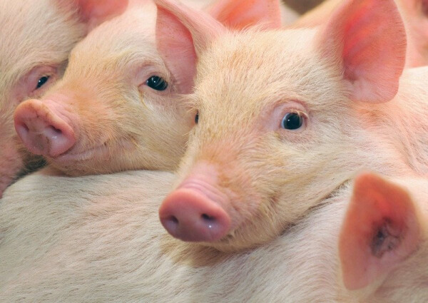 Pohlednice 3D Selátka