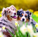 Nástěnný poznámkový kalendář 2026 Helma - Dogs