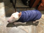Navy zimní bunda pro psa s kožíškem Barva: Červená, Délka zad (cm): 40, Obvod hrudníku: 60 - 63 cm