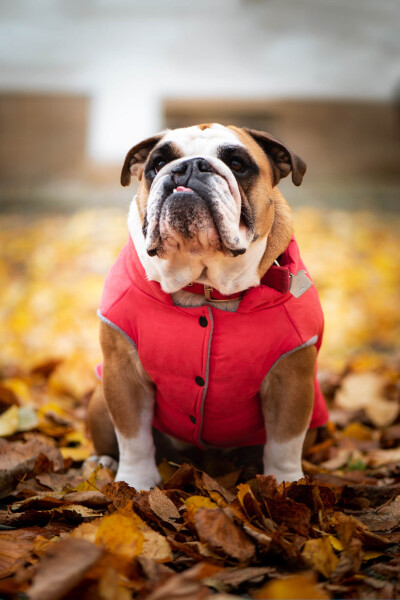 Bulldog zimní bunda pro psa Barva: Červená, Délka zad (cm): 20, Obvod hrudníku: 30 - 36 cm