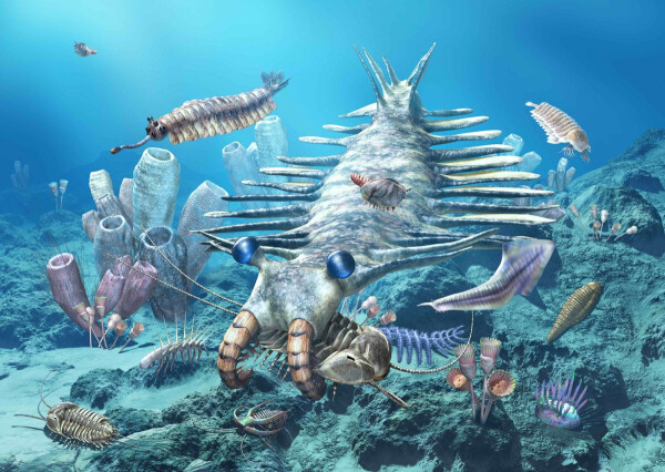 Pohlednice 3D Kambrium