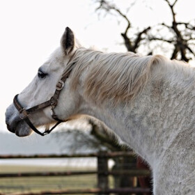Černý jezdec, bílý kůň - Karel Šiktanc - audiokniha