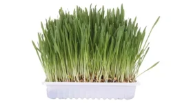 Vitamíny a doplňky stravy pro kočky