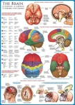 EUROGRAPHICS Puzzle Mozek