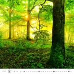 Nástěnný kalendář 2026 Helma - Les