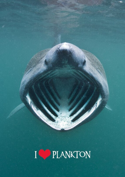 Pohlednice 3D Miluj plankton